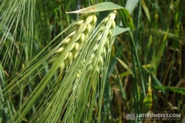 IGC увеличил прогноз украинского экспорта пшеницы до 7,2 млн т
