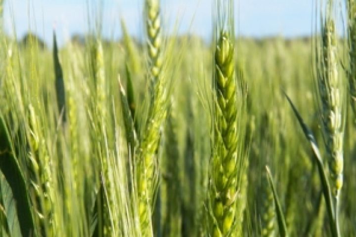 Bayer будет заниматься селекцией пшеницы в Украине