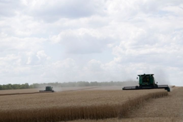 Ливни повредили слабый урожай зерновых в Крыму