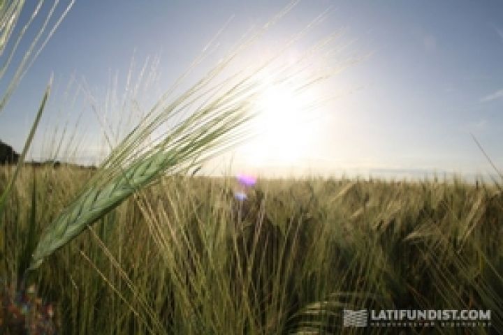 Прогноз украинского производства пшеницы снижен до 18,7 млн т — Lanworth