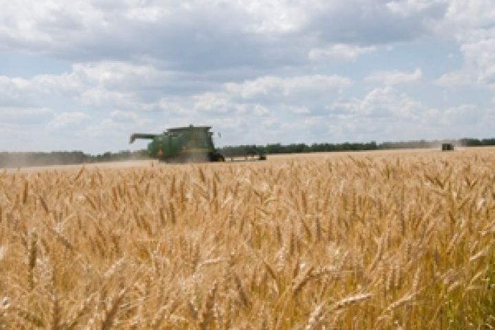 Украина соберет 21 млн т пшеницы — Присяжнюк