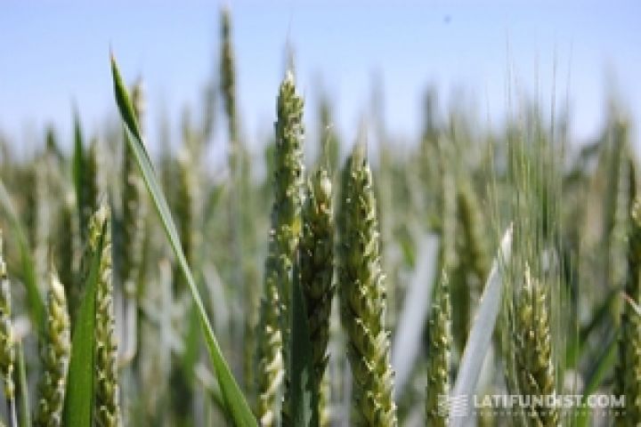 На мировом рынке всплеск спроса на пшеницу