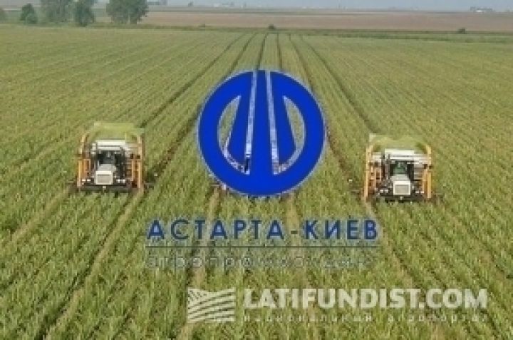 Урожайность пшеницы Астарты достигает 64 ц/га