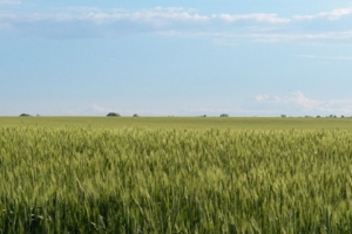 Украина может собрать до 58 млн т зерновых — эксперт