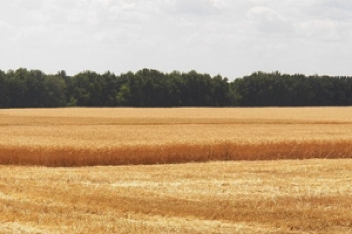 Австралия. Экспорт пшеницы уменьшится на 21%