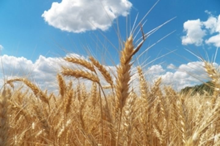 В Украине уже собрано 9 млн т зерновых — Присяжнюк