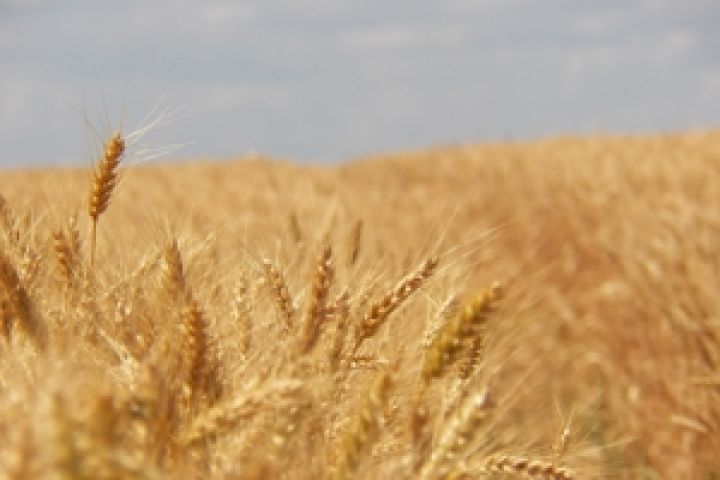 Половина аграрного бизнеса занимается выращиванием зерновых