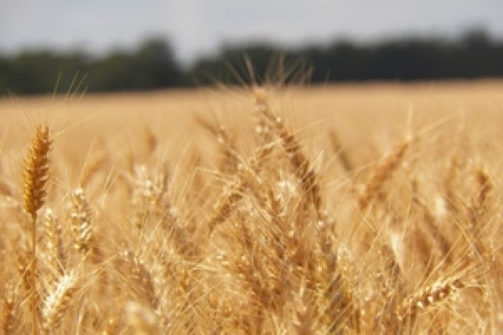 Украина сможет экспортировать 27-29 млн т зерна — УАК 