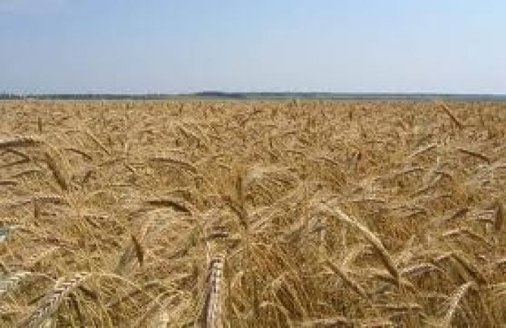 В Украине цена на пшеницу «просядет» на 10%