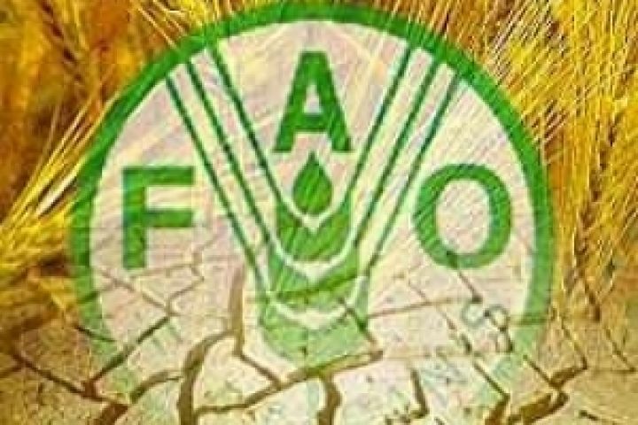 Мировое производство зерновых достигнет исторического максимума — ФАО