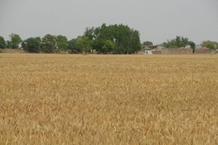 USDA подтвердил прогноз урожая зерновых в Украине  