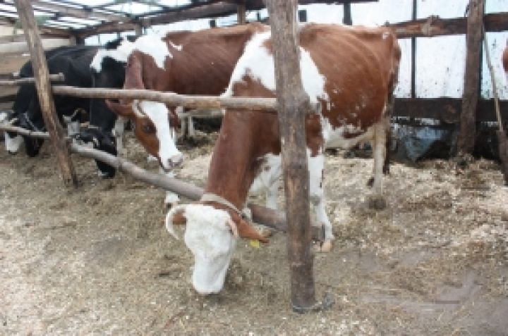 Государство ставит крест на молочном животноводстве — эксперт
