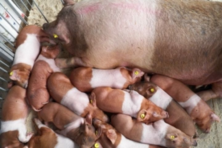 Украина сняла запрет на импорт бразильской свинины