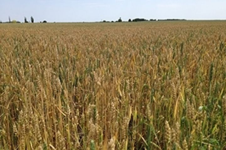 Украина уже собрала 19,2 млн т зерна нового урожая — Минагропрод