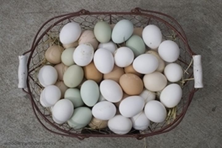 Украина в первом полугодии экспортировала на четверть больше яиц