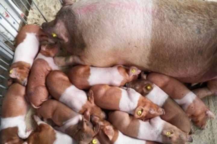 Украина уменьшила экспорт свинины в 6,6 раз