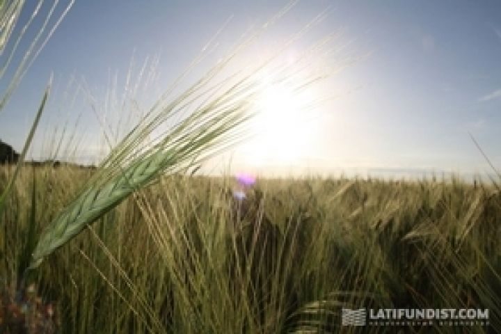 Украина уже собрала 87% урожая ранних зерновых и зернобобовых