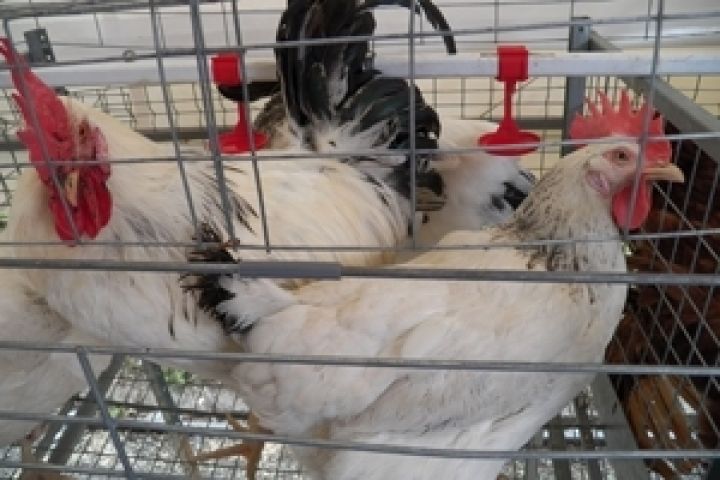 Украина до конца года экспортирует более 50-70 тыс. т курятины в ЕС — Присяжнюк