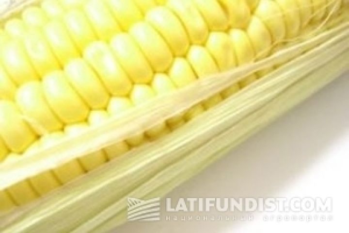 Украина обгонит Аргентину в экспорте кукурузы — IGC