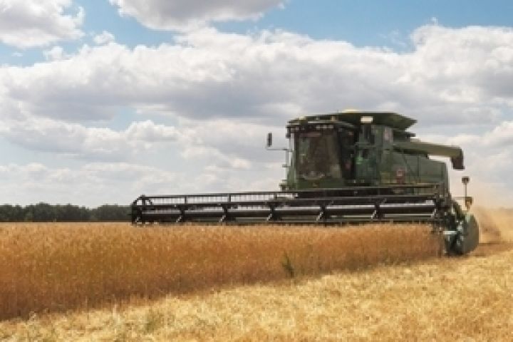 Правительство обеспечит стабильность на рынке зерна — Азаров 