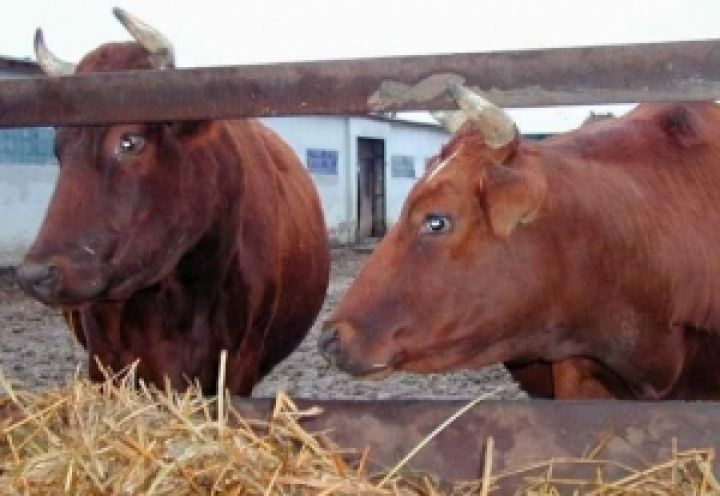 Мясное скотоводство может стать бесперспективным в агробизнесе