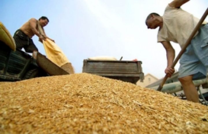 Франция основной конкурент Украины на европейском зерновом рынке 