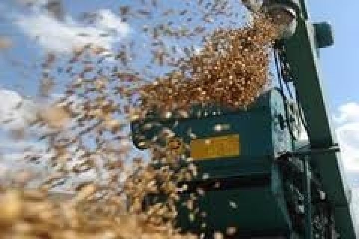 Производство зерновых и зернобобовых культур в Украине увеличилось на 24,5%