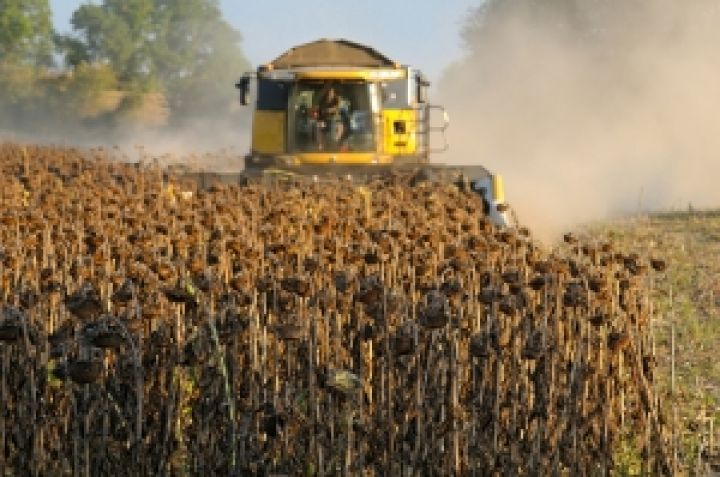 Урожай подсолнечника в Украине может составить 8,5 млн т