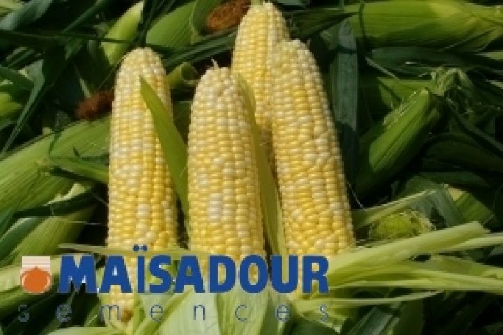 Качественные семена позволяют повысить урожайность кукурузы на 15-30% — Maisadour