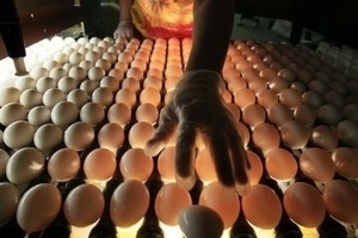 АМКУ призывает птицефабрики не повышать цены на яйца