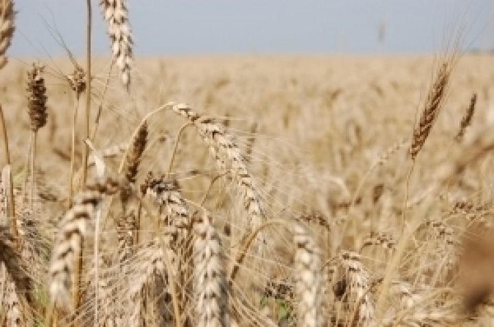 Германия существенно увеличит урожай зерновых
