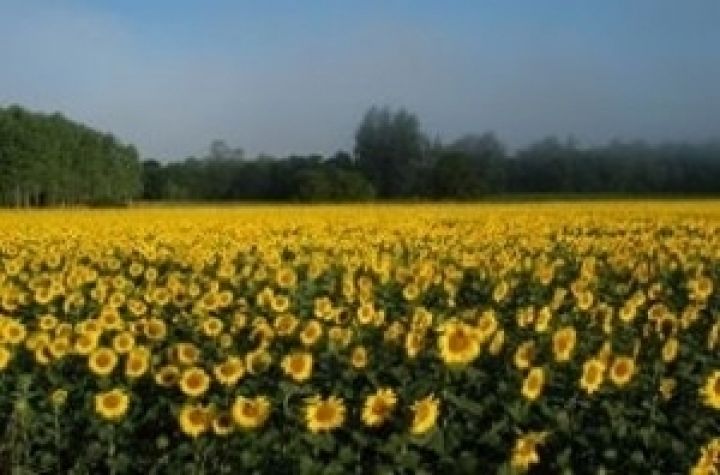 Украина экспортирует 94 тыс. тонн подсолнечного масла — Минэкономразвития