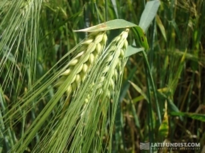 Европа соберет больше пшеницы — Strategie Grains