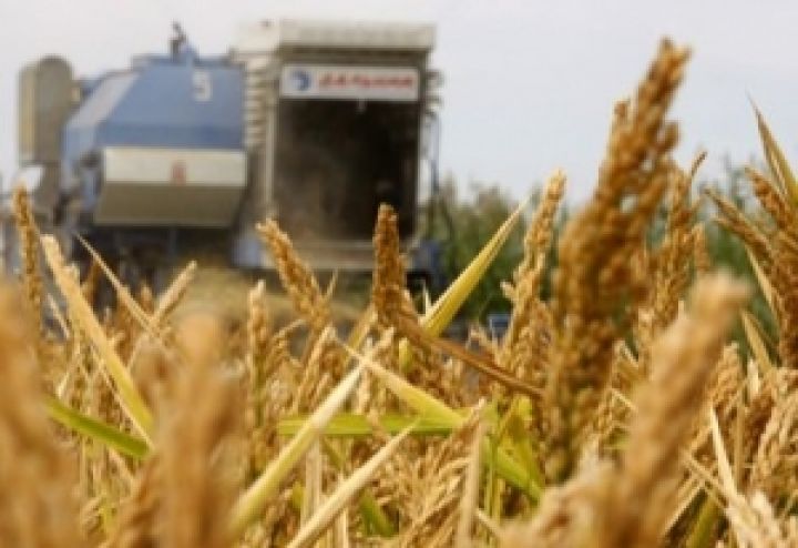 Украина собрала уже 32,6 млн т зерна