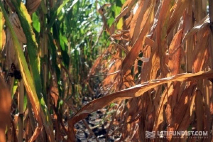 Массовый сбор кукурузы начнётся в середине сентября