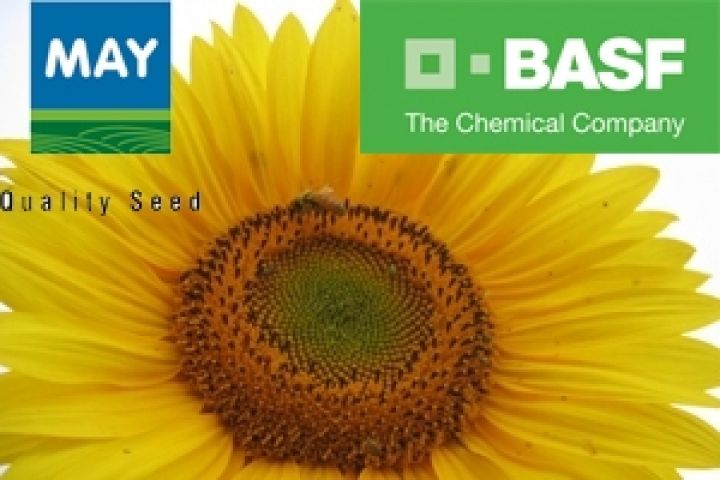 BASF и MayAgro договорились о совместном использовании отдельных гибридов подсолнечника