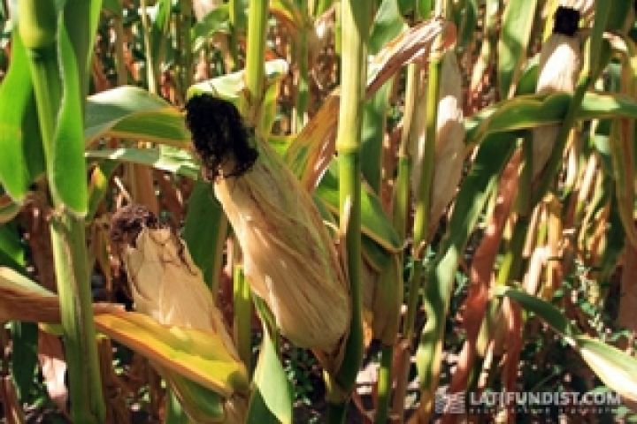 Малайзия заинтересовалась украинской кукурузой
