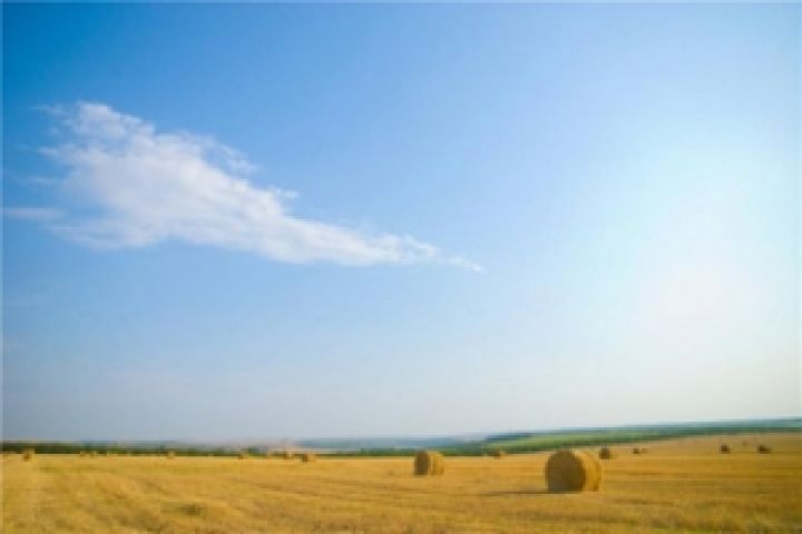 В Украине предлагают продавать в одни руки не более 100 га сельхозземель