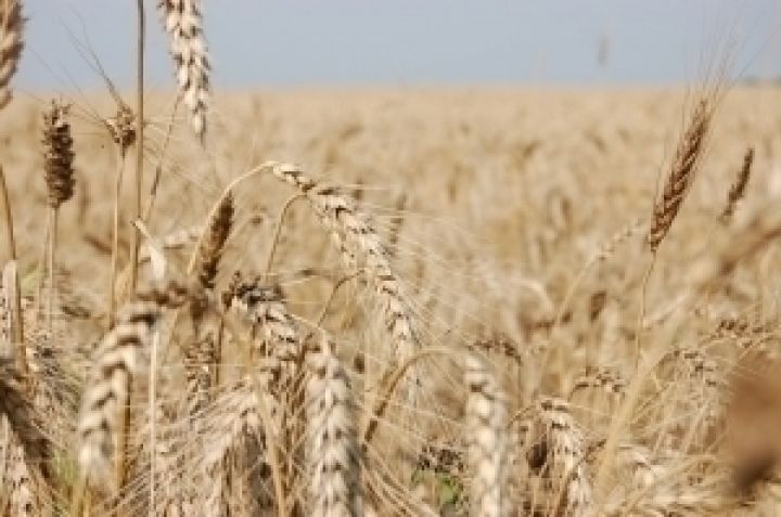 Крым уже намолотил 4 тыс. тонн поздних зерновых