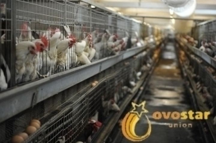 Цены на корма подняли себестоимость продукции Овостар на 35%