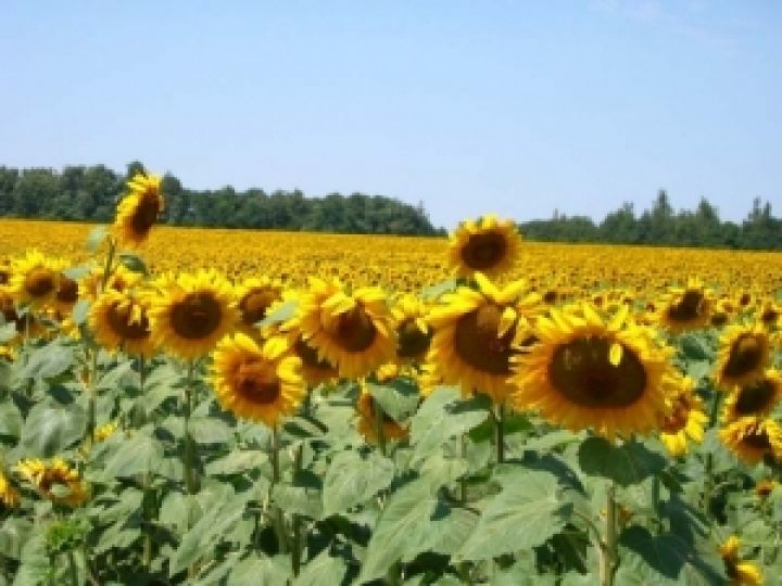 На Полтавщине фиксируют самую высокую в Украине урожайность подсолнечника