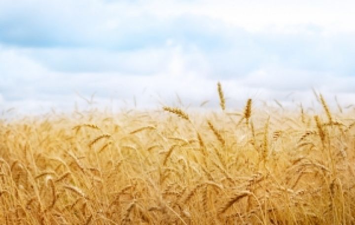Прогнозы мирового производства пшеницы повышены до 708,4 млн т
