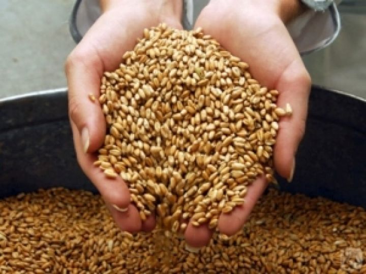 На полях Харьковщины собрали рекордный урожай ранних зерновых