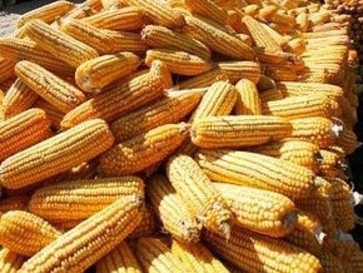 Урожай кукурузы в Китае может достигнуть рекордных 215 млн т
