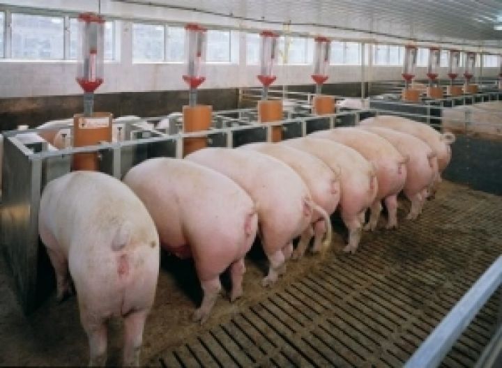 Испания намерена построить крупный свинокомплекс в Крыму