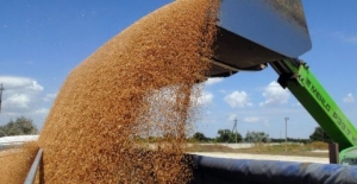 Рекордный урожай пшеницы сдержит рост цен на продовольствие — эксперты