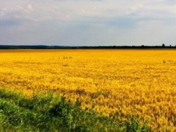 Мировой банк интересуется судьбой государственных сельхозземель в Украине
