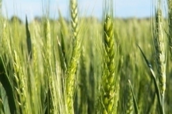 Украина может потерять треть урожая озимых