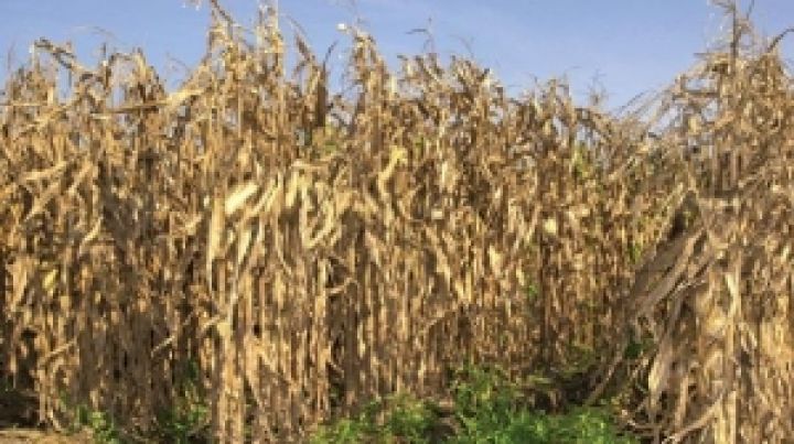 Прогнозы Минсельхоз США об урожае кукурузы завышены