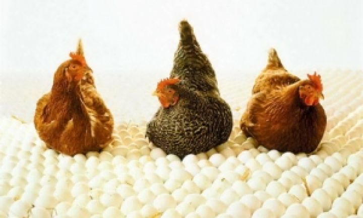Цены на продукцию птицеводства до конца 2013 г. будут стабильными — Бакуменко